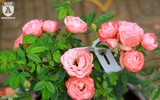 Ngắm hoa hồng bonsai trị giá cả trăm triệu đồng khoe sắc